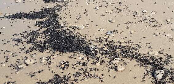 מיליוני נמלים נסחפו לחוף בית ינאי // צילום: ד"ר רות יהל, רשות הטבע והגנים